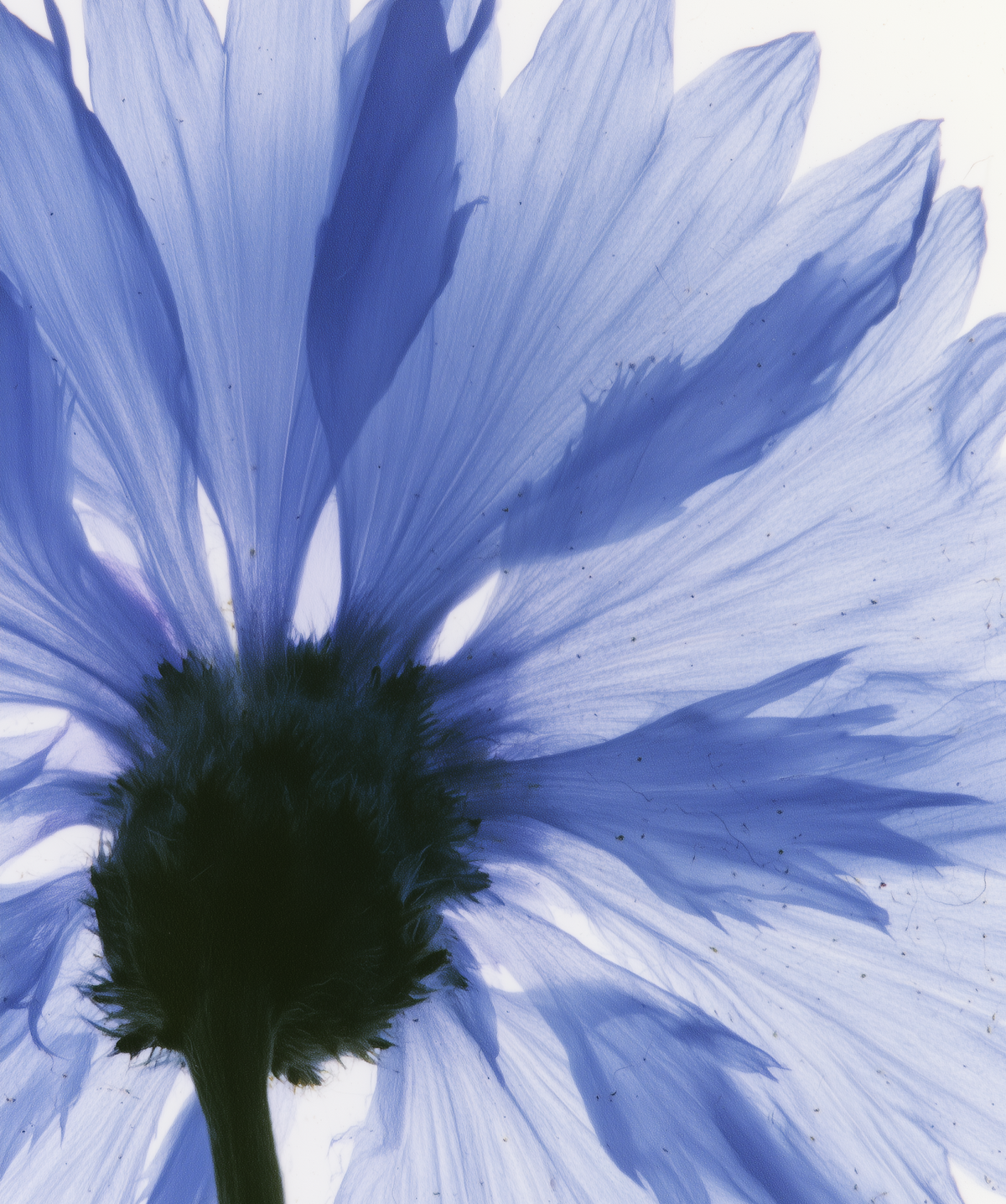 Eau Florale De Bleuet Bio