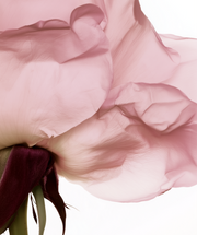 Eau Florale de Rose Bio