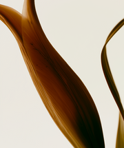 Eau Florale D'Hamamélis Bio