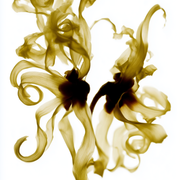 Eau Micellaire Hydratante